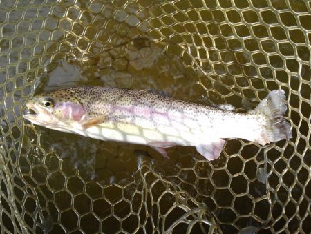 大安トラウトレイク釣果